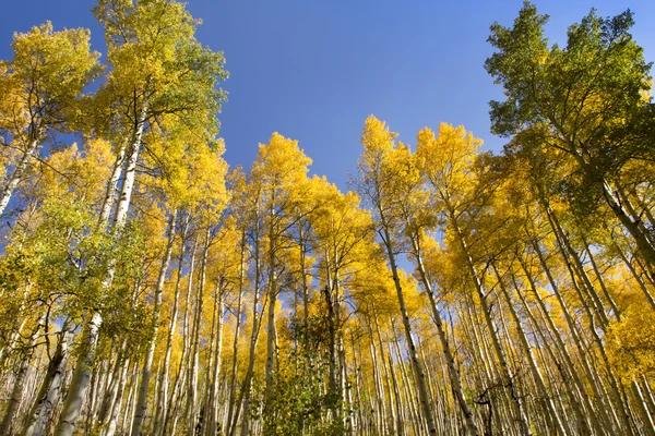 Caída alta Aspen Trees Fotos de stock libres de derechos