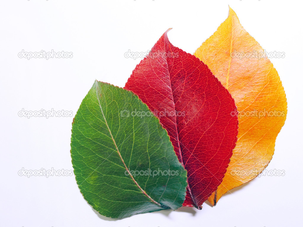 Diferetn colours leaves