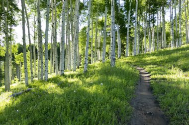 kavak ağacı koru ile iz hiking yaz