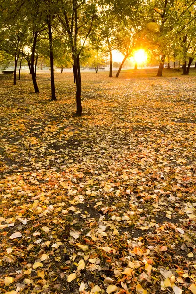 Autumn trees and yellow fall leaves — Stock Photo, Image