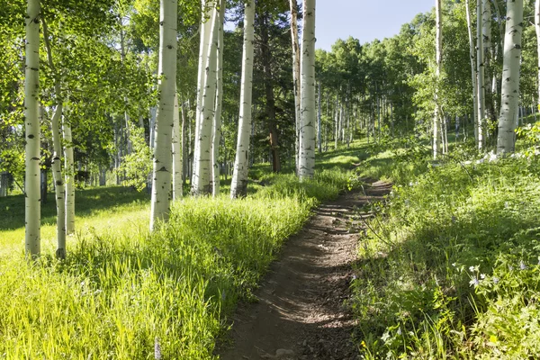 Summer hiking trail through Aspen Tree grove — Stock Photo, Image