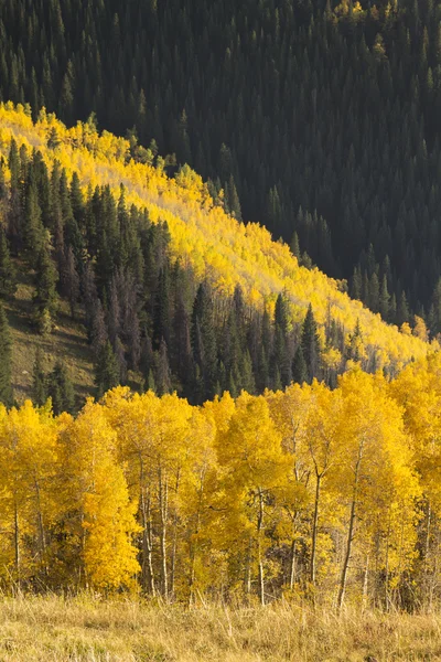 Golden Aspen Trees — Stock Photo, Image