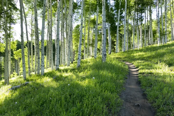 Trilha de caminhadas de verão através de Aspen Tree Grove — Fotografia de Stock