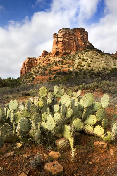 Sendero de senderismo por el desierto —  Fotos de Stock