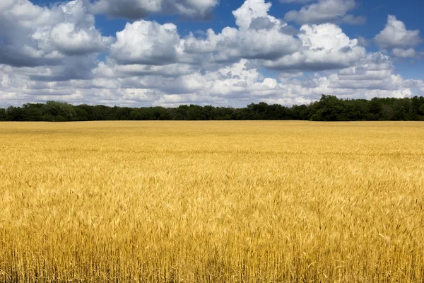 Campo de trigo amarillo — Foto de Stock