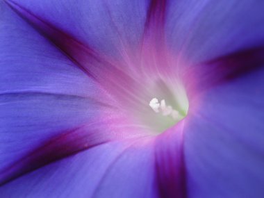 usulca sabah zafer çiçek yaktı