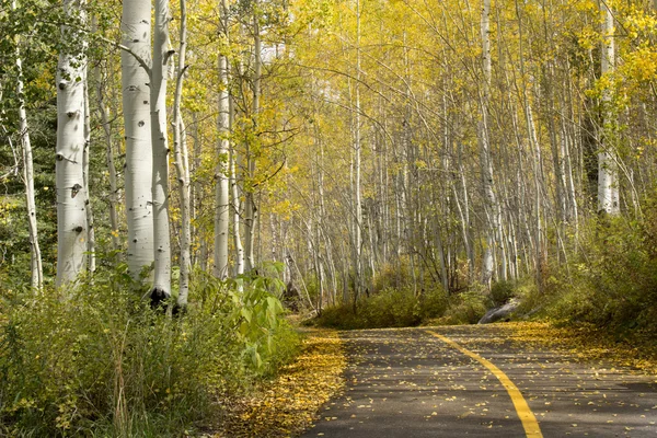 Arany aspen fákkal övezett út — Stock Fotó