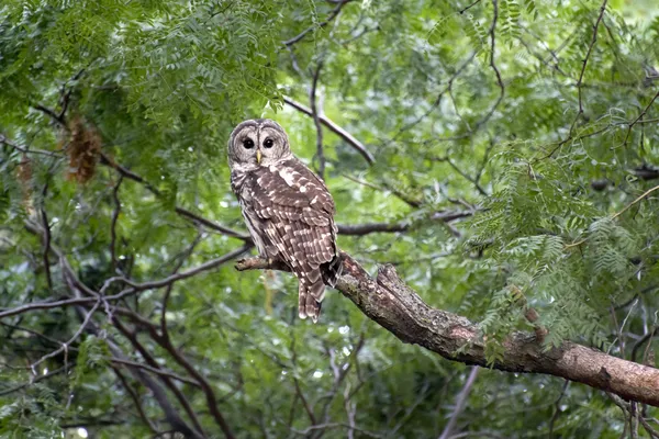 Barred Owl — Stock Photo, Image