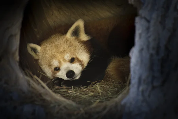 Röd panda — Stockfoto