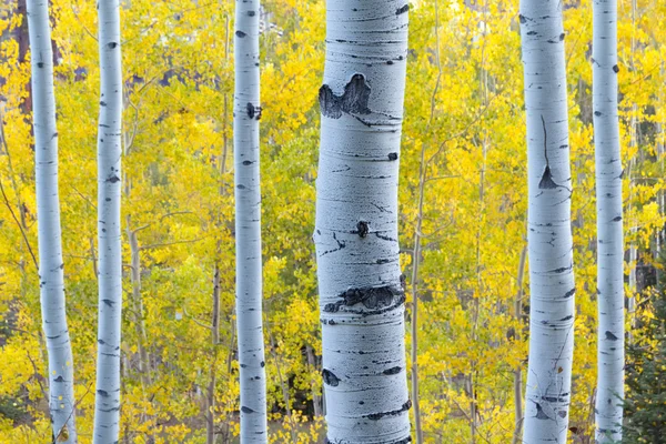 Aspen träd — Stockfoto