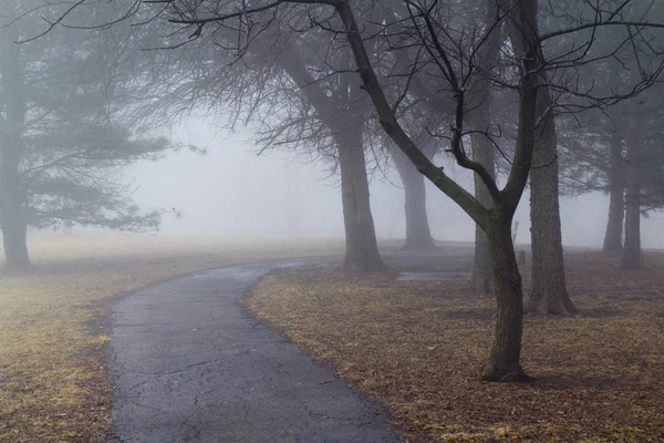 Mlha cesta mezi holými stromy — Stock fotografie