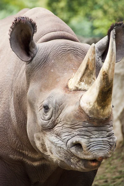Bébé rhinocéros noir — Photo