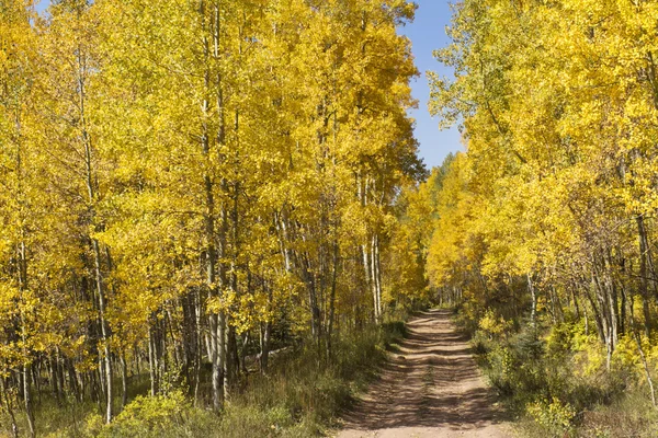 Árboles de Aspen dorado — Foto de Stock