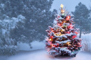 sisli Noel sabahı bu ağaç parlıyor parlak üzerinde kar kaplı
