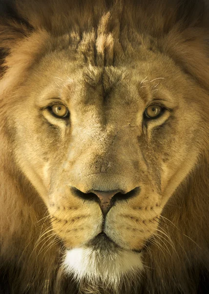 Κοντινό πλάνο με πορτρέτο του ένα επιβλητικό λιοντάρι βασιλιάς των θηρίων — Φωτογραφία Αρχείου