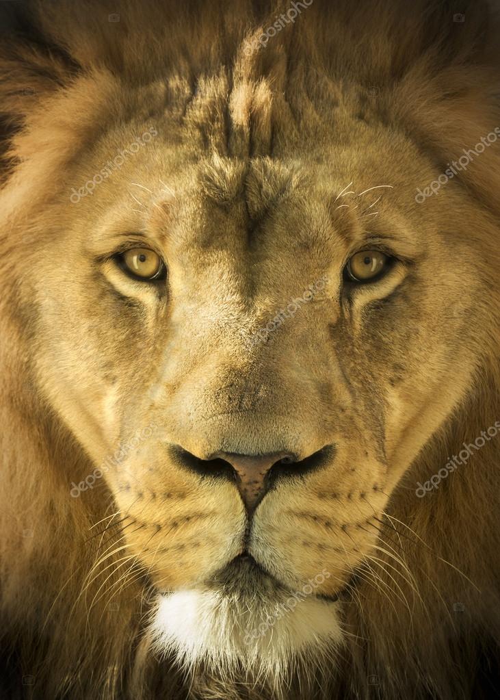 Close Up Portrait Of A Majestic Lion King Of Beasts Stock Photo By C Rcreitmeyer