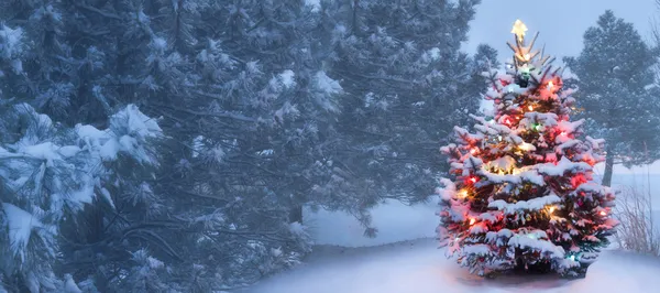 Detta träd glöder ljust på snötäckta dimmigt juldagsmorgonen Stockfoto