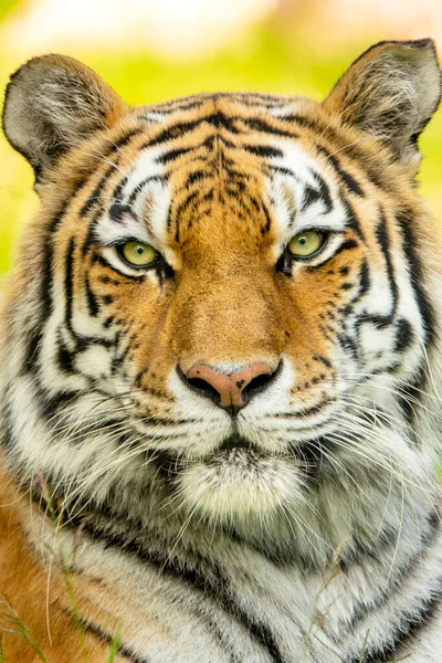 Αυτό Amur Tiger Φαινόταν Πολύ Χαλαρή Κατά Διάρκεια Πορτρέτο Μας — Φωτογραφία Αρχείου