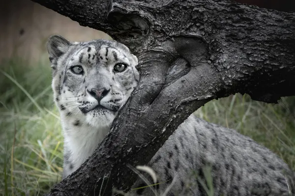 Αυτός Σνόου Λεοπάρδαλης Παρακολουθούσε Προσεκτικά Στον Τοπικό Ζωολογικό Κήπο Άσπρη — Φωτογραφία Αρχείου