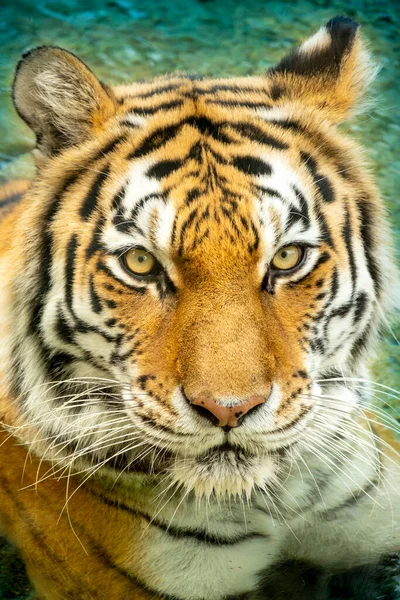 This Endangered Amur Tiger found a cool way to beat the heat at our local zoo by laying down in a small fresh water pond. Amur Tigers love the water and are powerful swimmers. They may swim great distances to hunt or to cross a river.