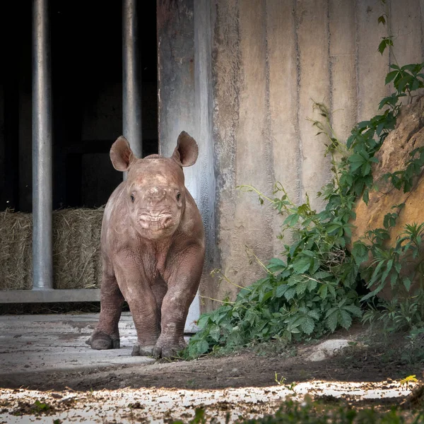 Nouveau Bébé Black Rhino Aventure Dans Nouveau Monde Effrayant Mère — Photo