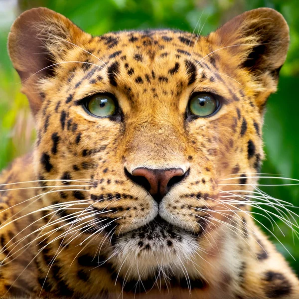 Vacker Närbild Vårt Lokala Zoo Utrotningshotade Amur Leopard Sen Kväll Stockfoto