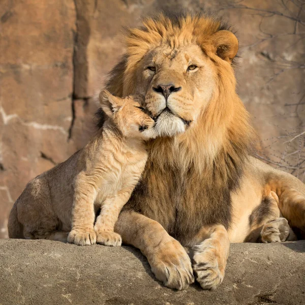 Proud Male Aftican Lion Cuddled His Cub Affectionate Moment She — Stock Photo, Image