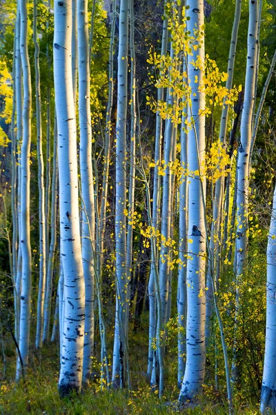 Early Morning Blue Sky Warm Sunrise Illuminate Fall Aspen Trees — стокове фото