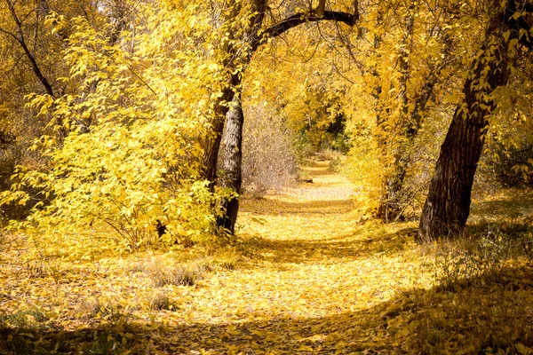 Golden Fall Hiking Trail Bandelier National Monument New Mexico — 스톡 사진