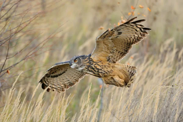 Flying Eurasian Eagle-Owl — Stock Photo, Image
