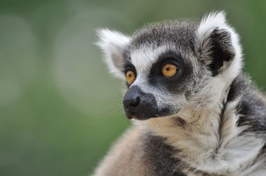 Lemur portre