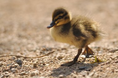 küçük bir ördek vurdum veya yaban ördeği...
