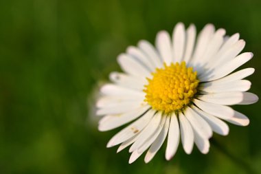 sağ tarafta papatya çiçeği