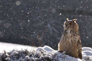 Eurasian Eagle Owl sitting on ground when snowing clipart