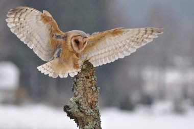 Barn owl landing to spike clipart