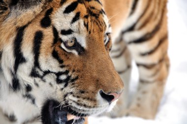 Yürü be seyir tiger snow