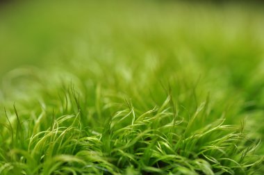 yeşil yosun yeşil arka plan bulanıklık