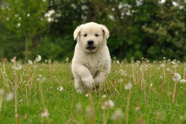 Dandelions arasında çalışan golden retriever yavru
