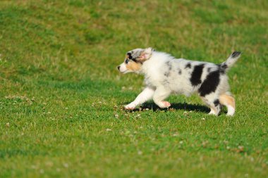 Avustralyalı çoban aussie köpek yavrusu