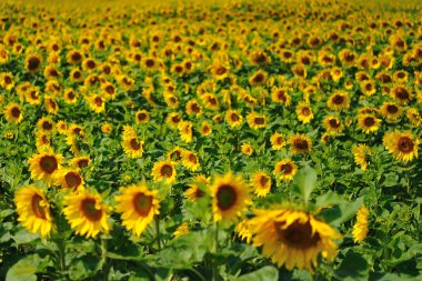 ayçiçekleri alanı