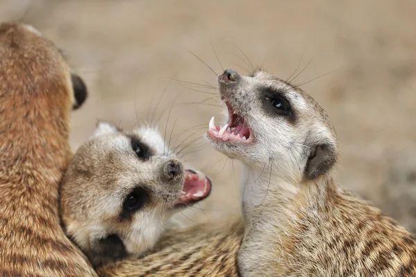 Meerkat with open mouth — Stock Photo, Image