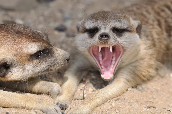 Meerkat con la boca abierta — Foto de Stock