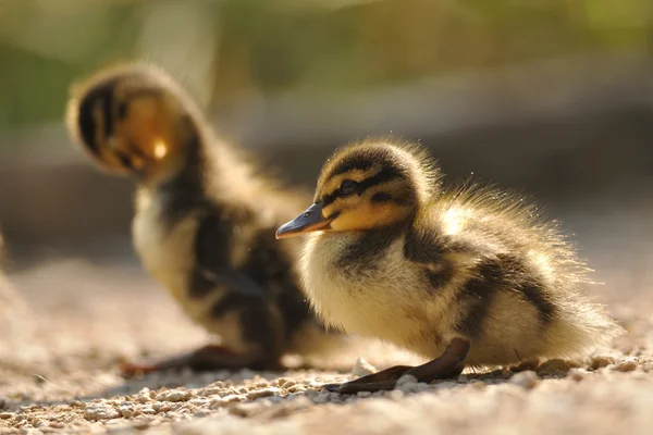 Two small mallards or wild ducks — Stock Photo, Image