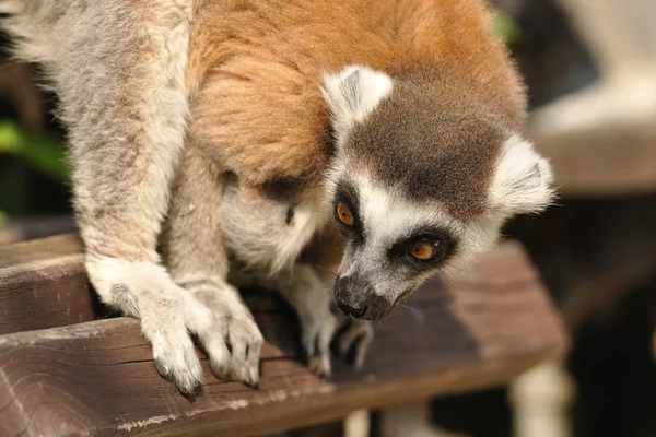 Überraschter Lemur auf Bank — Stockfoto