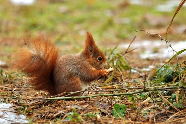 Ardilla comiendo cacahuete — Foto de Stock