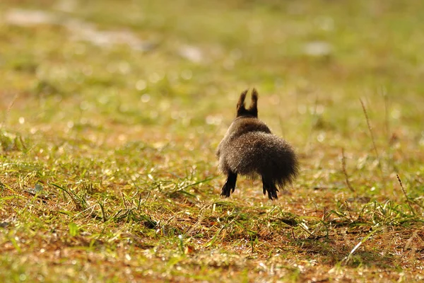 Eichhörnchen auf der Flucht — Stockfoto