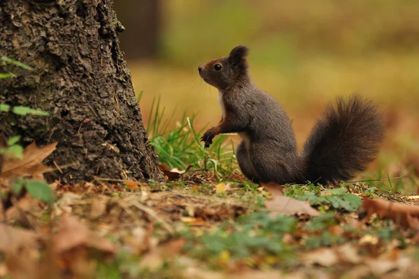 Brown squirrel in autumn — Stock Photo, Image