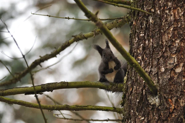 Eichhörnchen sitzt auf Ast — Stockfoto