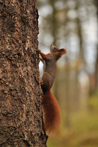 Rotes Eichhörnchen läuft auf Baum — Stockfoto