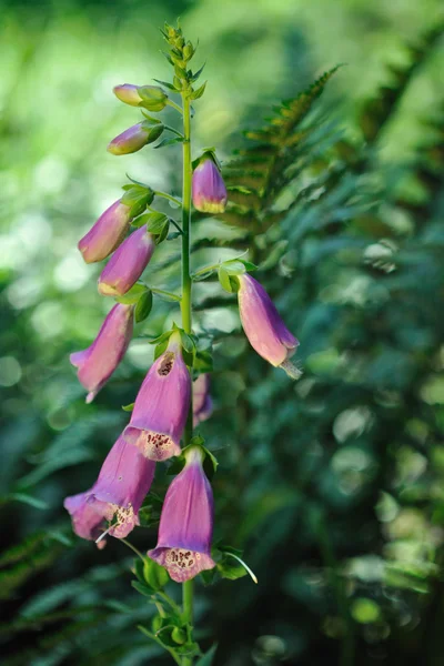 Lila fingerborgsblomma — Stockfoto